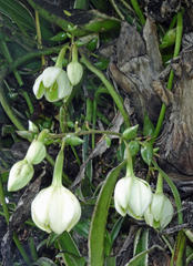 Furcraea selloana