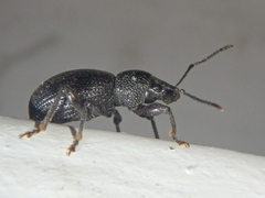 Otiorhynchus ovalipennis