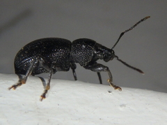 Otiorhynchus ovalipennis
