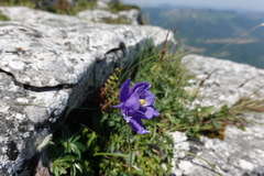 Aquilegia pyrenaica