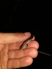 Scincella gemmingeri