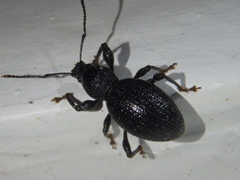 Otiorhynchus ovalipennis