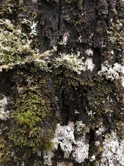 Sphaerophorus globosus