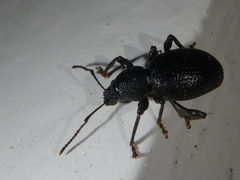 Otiorhynchus ovalipennis
