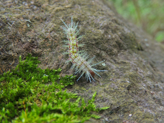 Automeris zugana