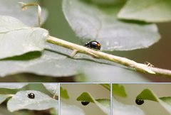 Brachiacantha quadripunctata