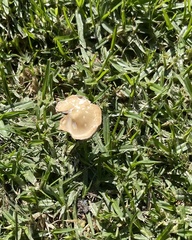Agaricales