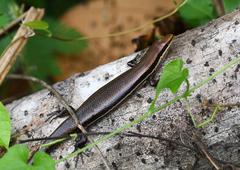 Marisora unimarginata