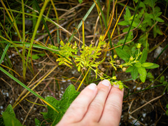Potentilla paradoxa