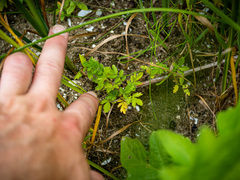 Potentilla paradoxa