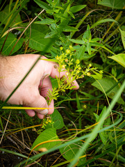 Potentilla paradoxa