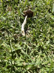 Agaricales