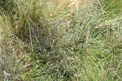 Helichrysum oligopappum