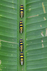 Platygonia spatulata