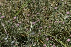 Helichrysum oligopappum