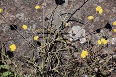 Helichrysum oligopappum