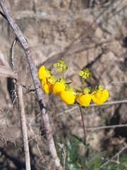 Calceolaria