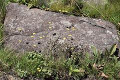 Helichrysum oligopappum