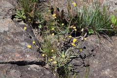 Helichrysum oligopappum