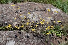 Helichrysum oligopappum
