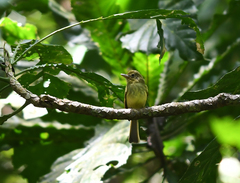 Rhynchocyclus olivaceus