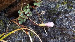 Oxalis nidulans nidulans