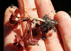 Oxalis nidulans nidulans