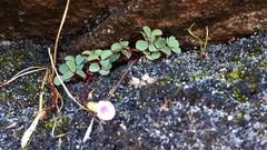 Oxalis nidulans nidulans