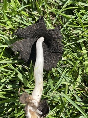 Coprinellus