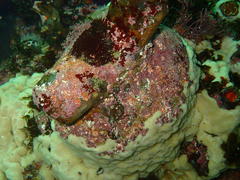 Pyura stolonifera