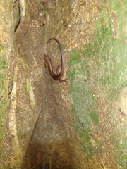 Scincella gemmingeri
