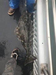 Hippoglossus stenolepis