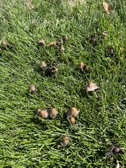 Coprinellus