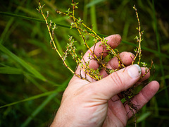Polygonum aviculare depressum
