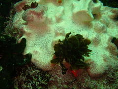 Tambja capensis