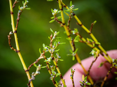 Polygonum aviculare depressum
