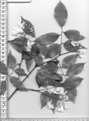 Craibia zimmermannii