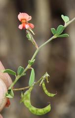 Indigofera sessilifolia