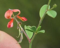 Indigofera sessilifolia