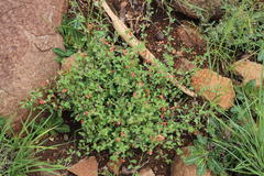 Indigofera sessilifolia