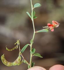 Indigofera sessilifolia