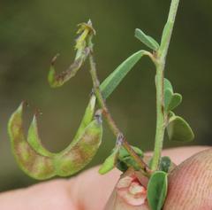 Indigofera sessilifolia