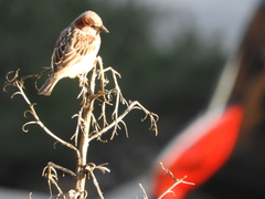 Passer domesticus