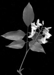 Craibia zimmermannii