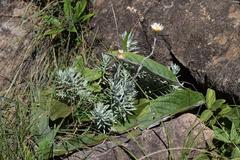 Helichrysum argentissimum