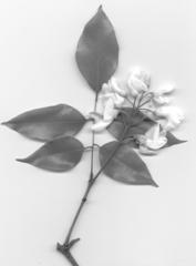 Craibia zimmermannii