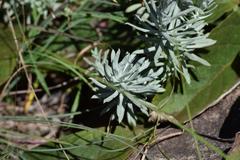 Helichrysum argentissimum