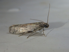 Ephestia parasitella