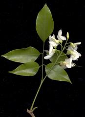 Craibia zimmermannii