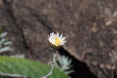 Helichrysum argentissimum